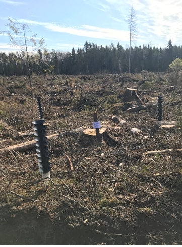 Feremonfällor som övervakar förekomsten av granbarkborrar