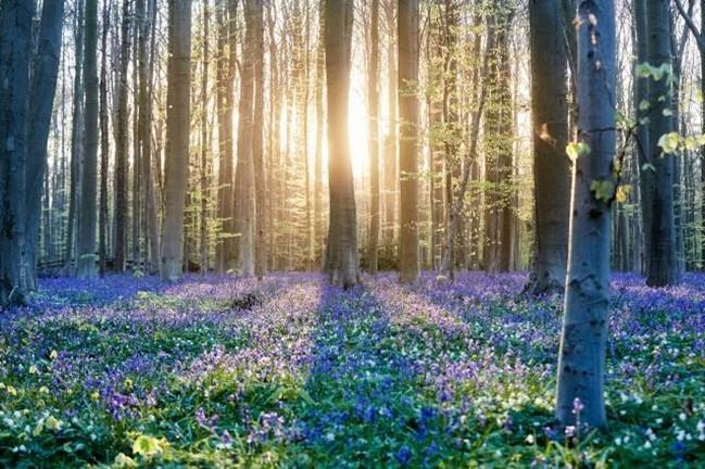 Logon Zero pollution ambition samt en bild av en skog med marken täckt av lila blommor.