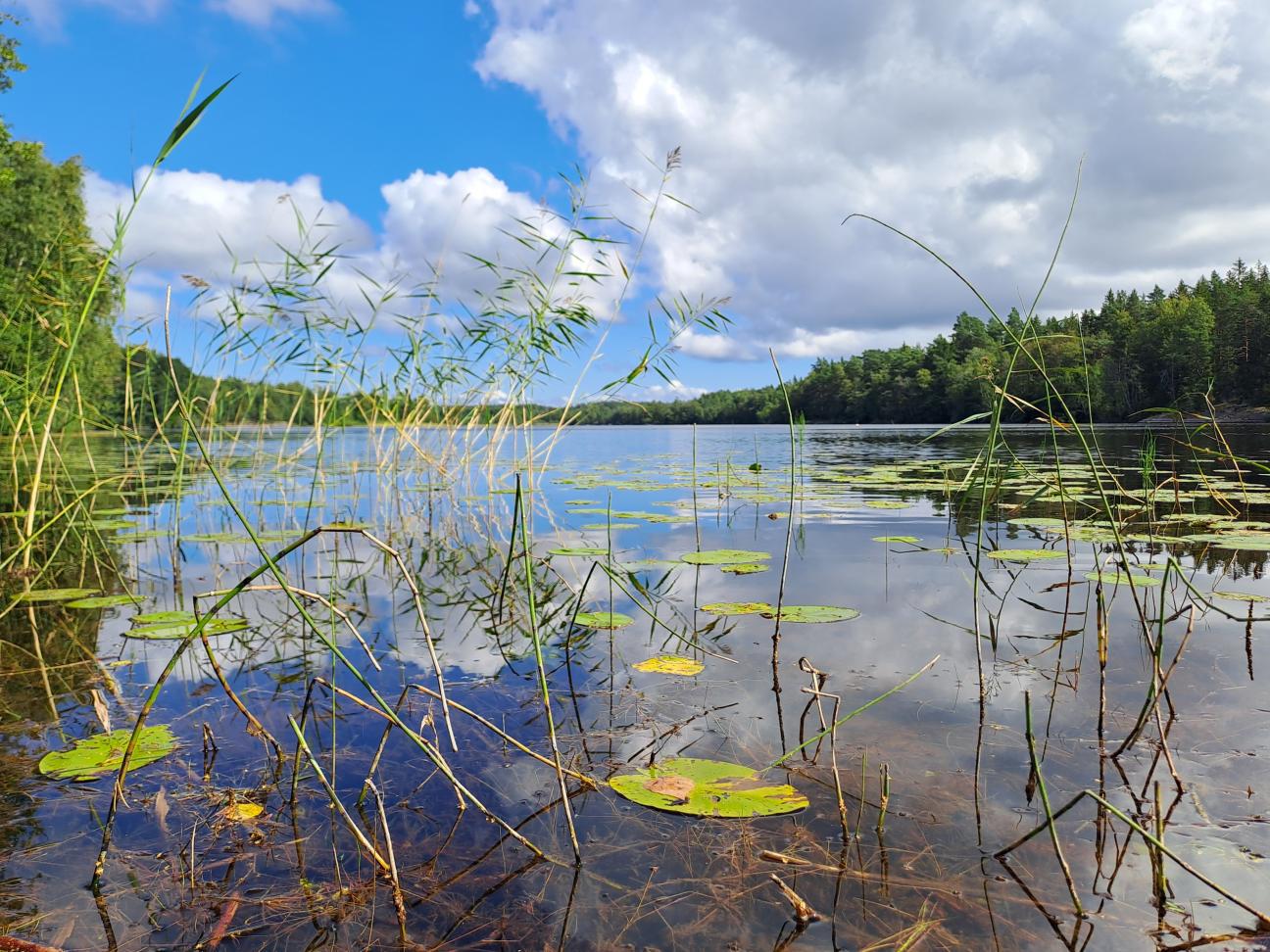 Vy över Lavsböle träsk