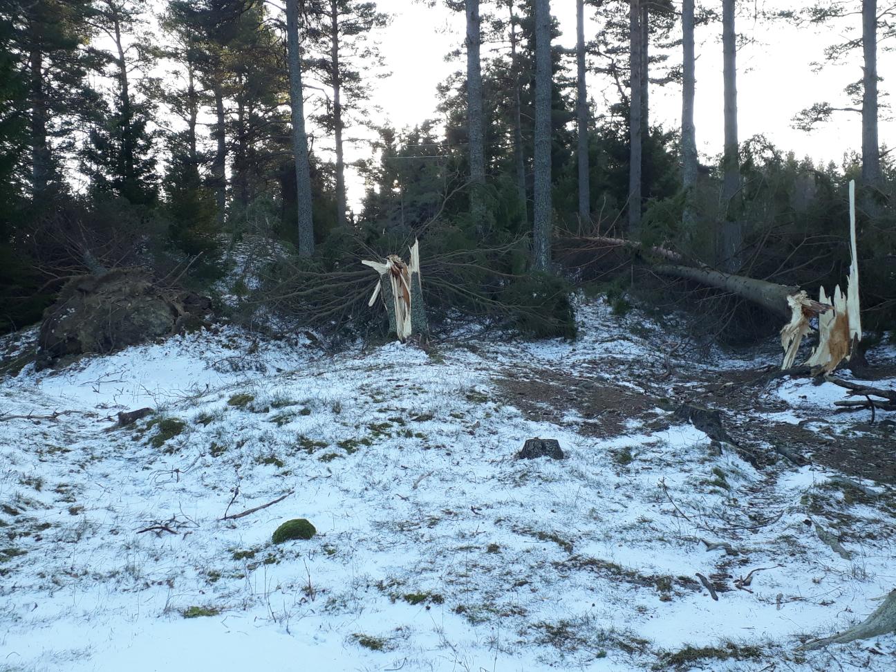 Stormfällda träd